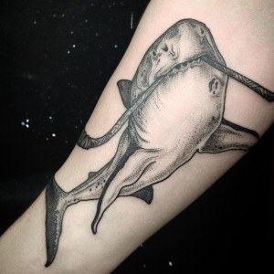 tatouage cordon requin